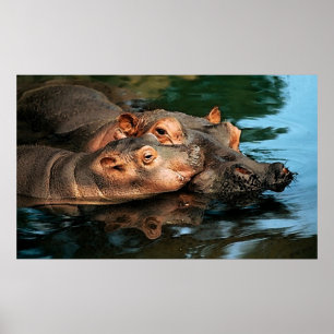 Poster Portrait d'hippopotame du soin d'une mère