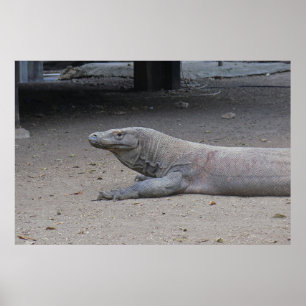 Poster Portrait Dragon