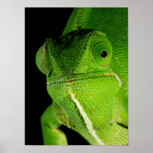 Poster Portrait Du Chameleon À Cou-Volant