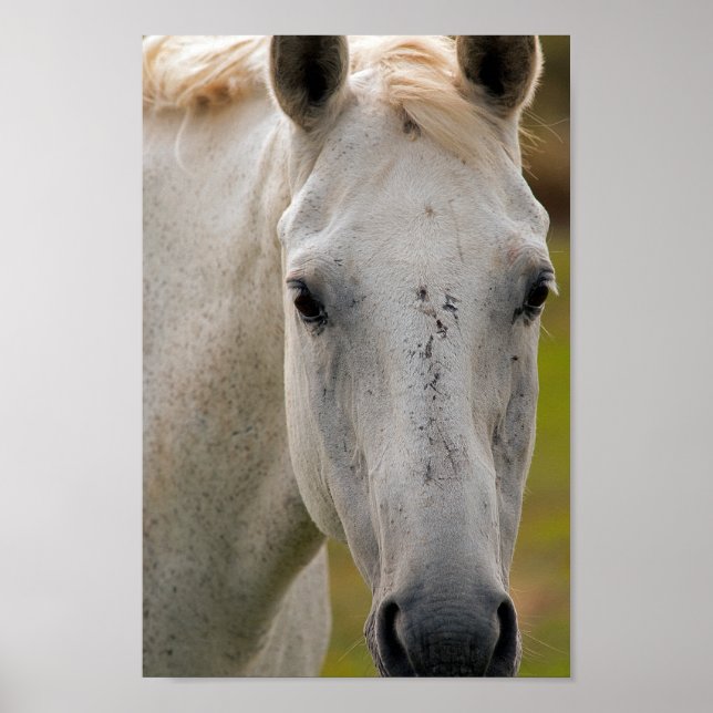 Poster Portrait du cheval blanc (Devant)