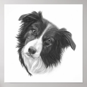 Poster Portrait du chien de colle de la bordure dessinée 