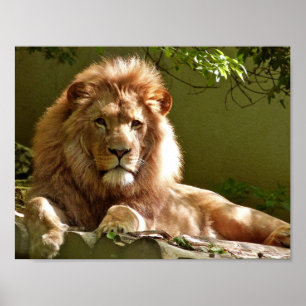 Poster Portrait du lion