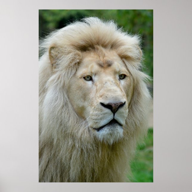 Poster Portrait du lion blanc (Devant)