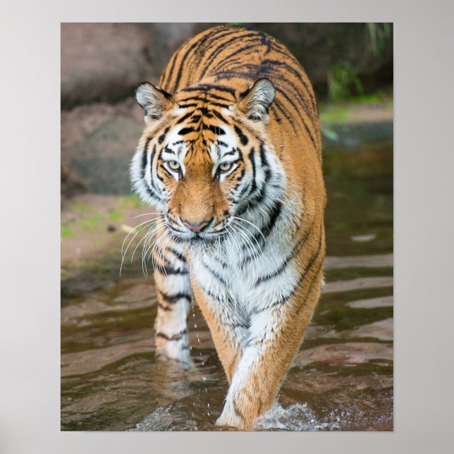 Poster Portrait du tigre de Prowling (Devant)