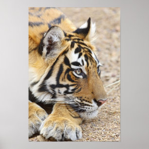 Poster Portrait du tigre du Bengale royal, Ranthambhor