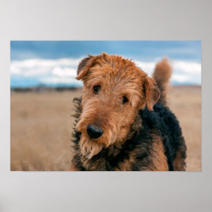 Poster Portrait d'un Airedale Terrier