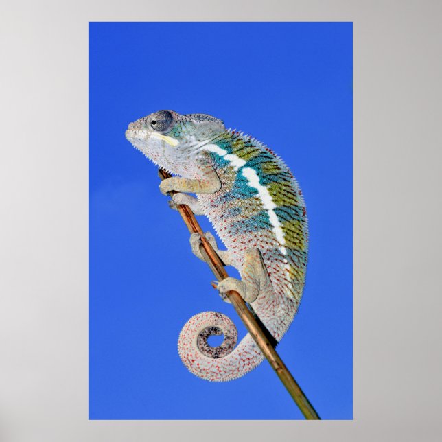 Poster portrait d'un caméléon de panthère mâle (Devant)