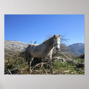 Poster Portrait d'un cheval