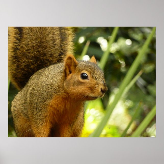 Poster Portrait d'un écureuil Nature Animal Photographie (Devant)