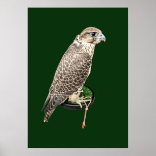 Poster Portrait D'un Faucon de Chasse Photo Réelle