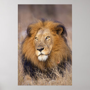 Poster Portrait d'un Lion regardant au loin