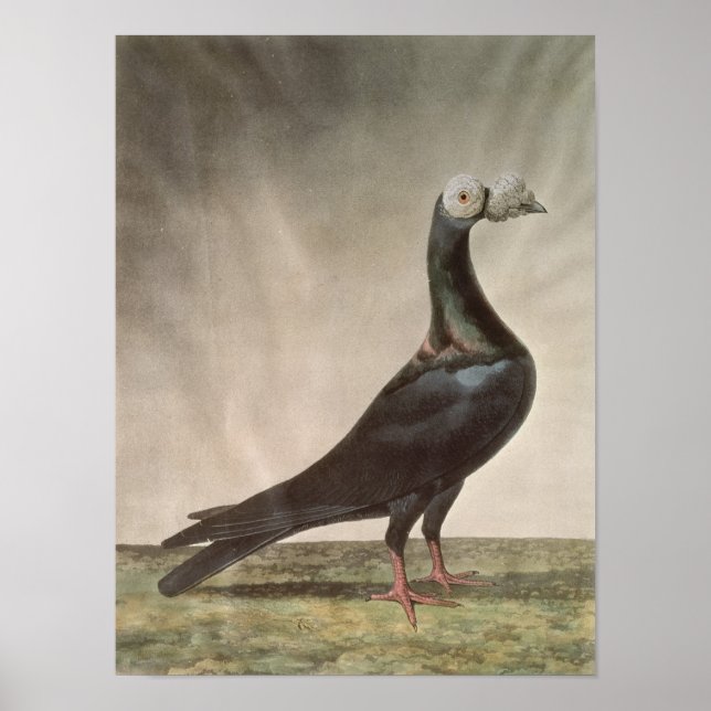 Poster Portrait d'un pigeon porteur (Devant)