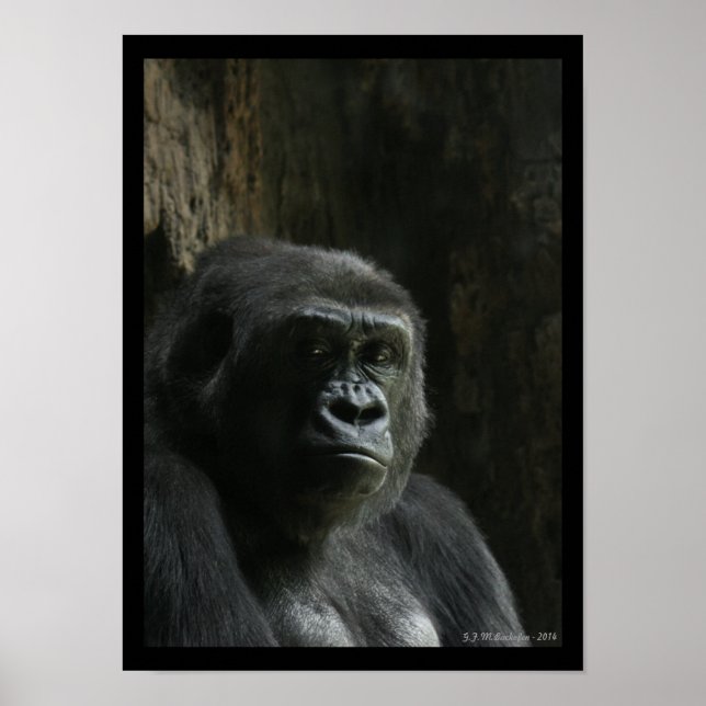 Poster Portrait d'un singe (Devant)
