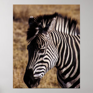 Poster Portrait en gros plan d'un zèbre - Zimbabwe