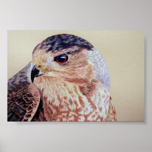Poster Portrait Hawk Coopers