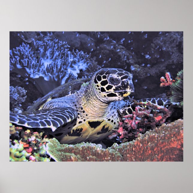 Poster Portrait Hawksbill (Devant)