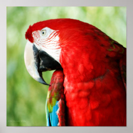 Poster Portrait Macaw