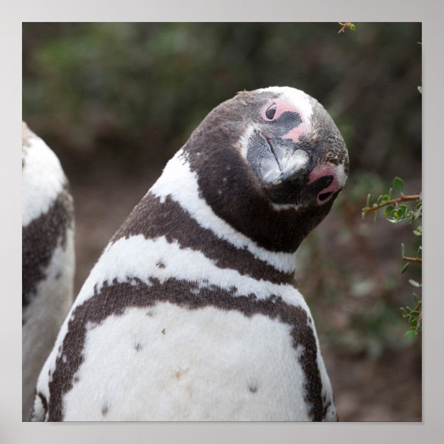Poster Portrait Magellanic Penguin (Devant)