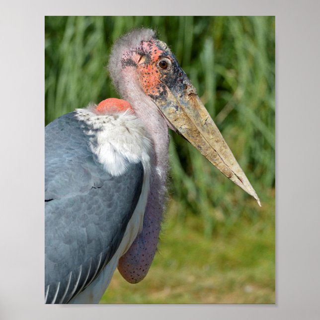Poster Portrait marabou cigogne (Devant)