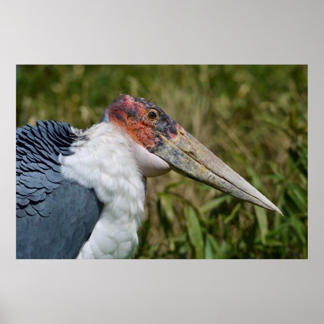 Poster Portrait marabou cigogne (Devant)