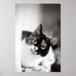 Poster Portrait noir et blanc de chat