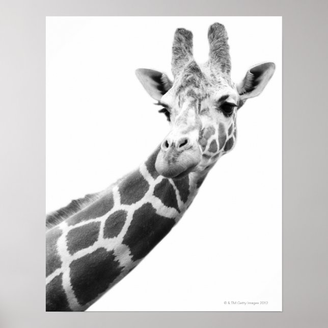 Poster Portrait noir et blanc d'une girafe (Devant)