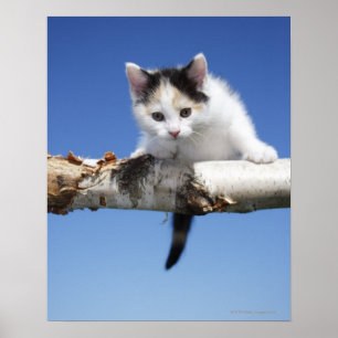 Poster Portrait of Kitten
