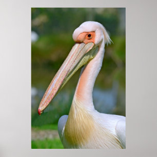 Poster Portrait of white pelican