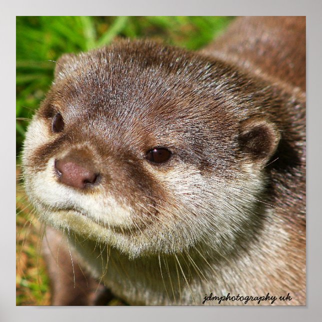 Poster Portrait Otter (Devant)