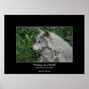 Poster Portrait photo de la faune du loup gris