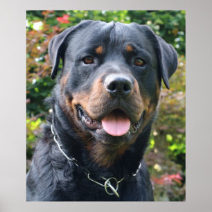 Poster Portrait Rottweiler