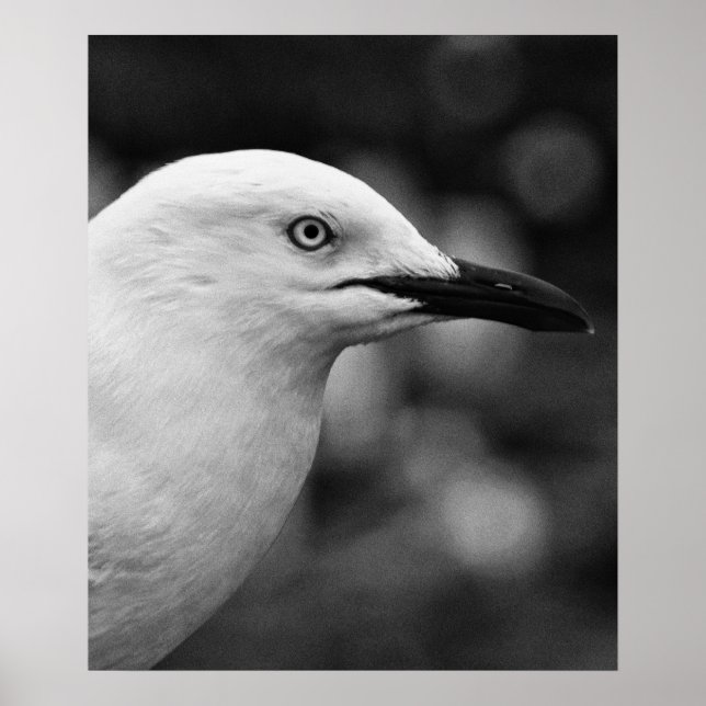 Poster Portrait Seagull (Devant)