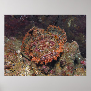 Poster Portrait thaïlandais Scorpionfish