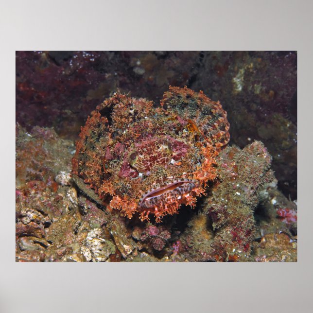 Poster Portrait thaïlandais Scorpionfish (Devant)