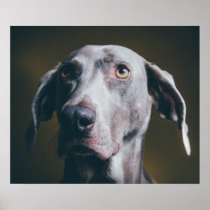 Poster Portrait Weimaraner