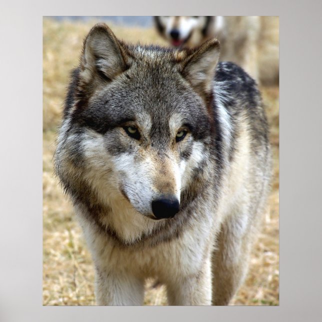Poster Portrait Wolf (Devant)