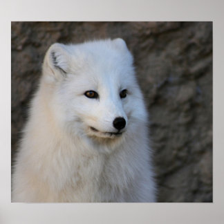 Poster Portraits arctiques