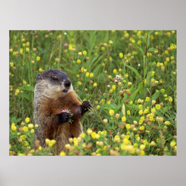 Poster Pose de porc (Devant)