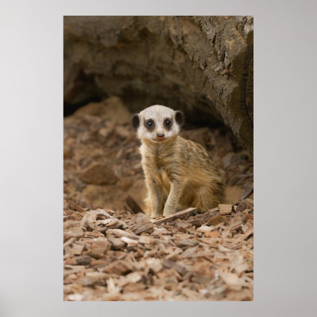 Poster Pose précieuse du bébé Meerkat (Devant)
