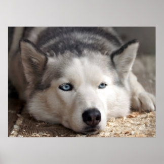 Poster Poser Husky Sled Dog Beau Art Imprimer