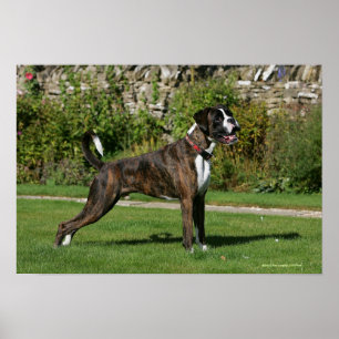 Poster Position Brindle d'exposition canine de boxeur