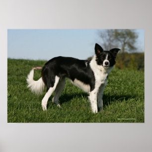 Poster Position de border collie