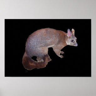 Poster Possum