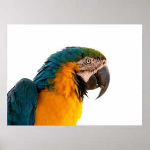 Poster Post-it Notes perroquet