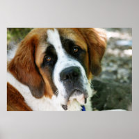 poste de chiens de st bernard
