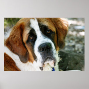 Poster poste de chiens de st bernard