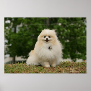 Poster Poste de poméraning