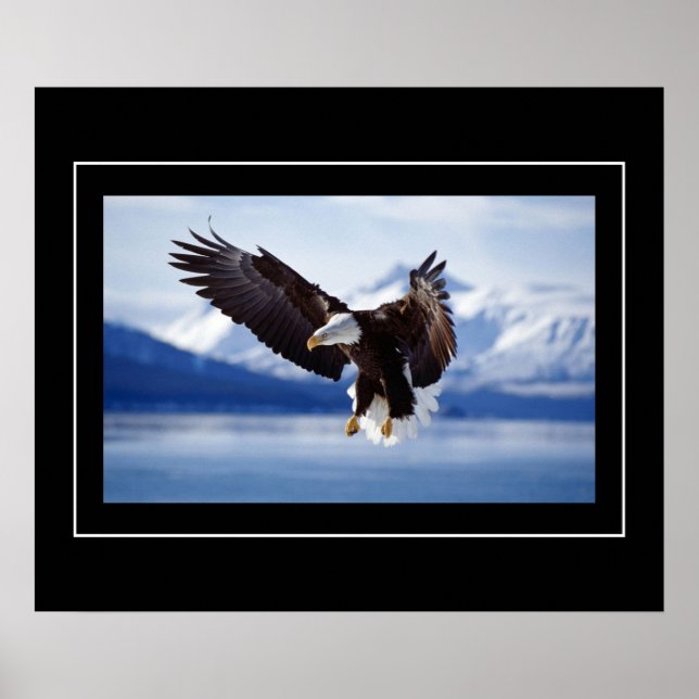 Poster Poster-Aigle (Devant)