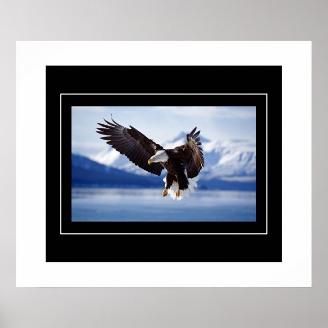 Poster Poster-Aigle (Devant)