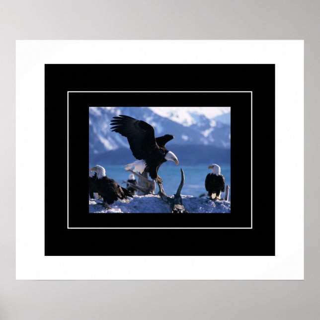 Poster Poster-Aigles (Devant)